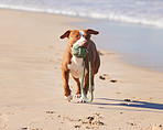 Nobody has more fun than a dog at the beach
