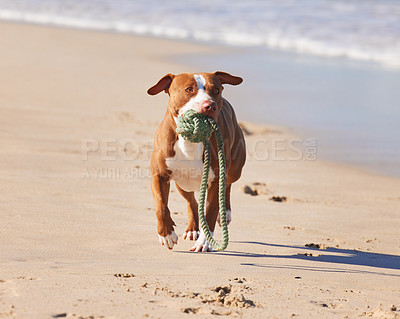 Buy stock photo Ocean, fun and dog running with ball for exercise, healthy energy or excited animal playing in nature. Beach, games and pitbull with outdoor pet training, fitness and wellness with toys in morning