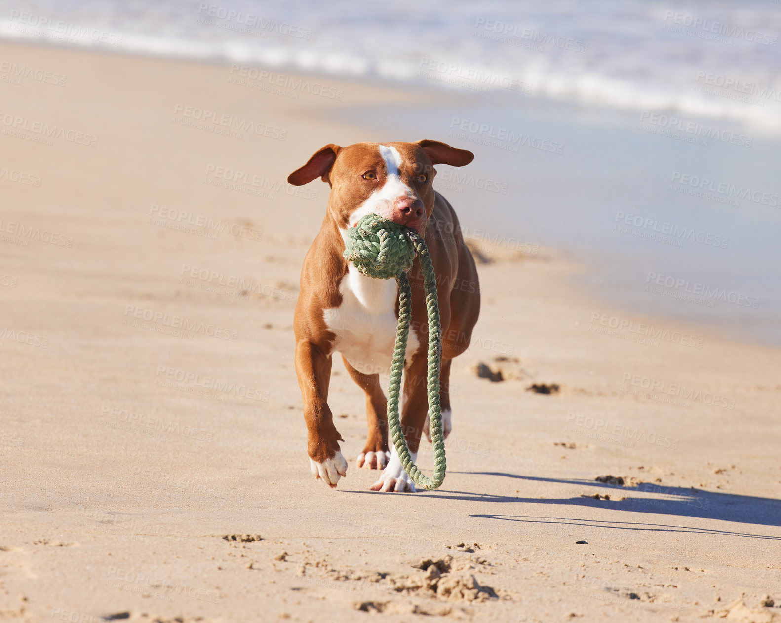 Buy stock photo Ocean, fun and dog running with ball for exercise, healthy energy or excited animal playing in nature. Beach, games and pitbull with outdoor pet training, fitness and wellness with toys in morning