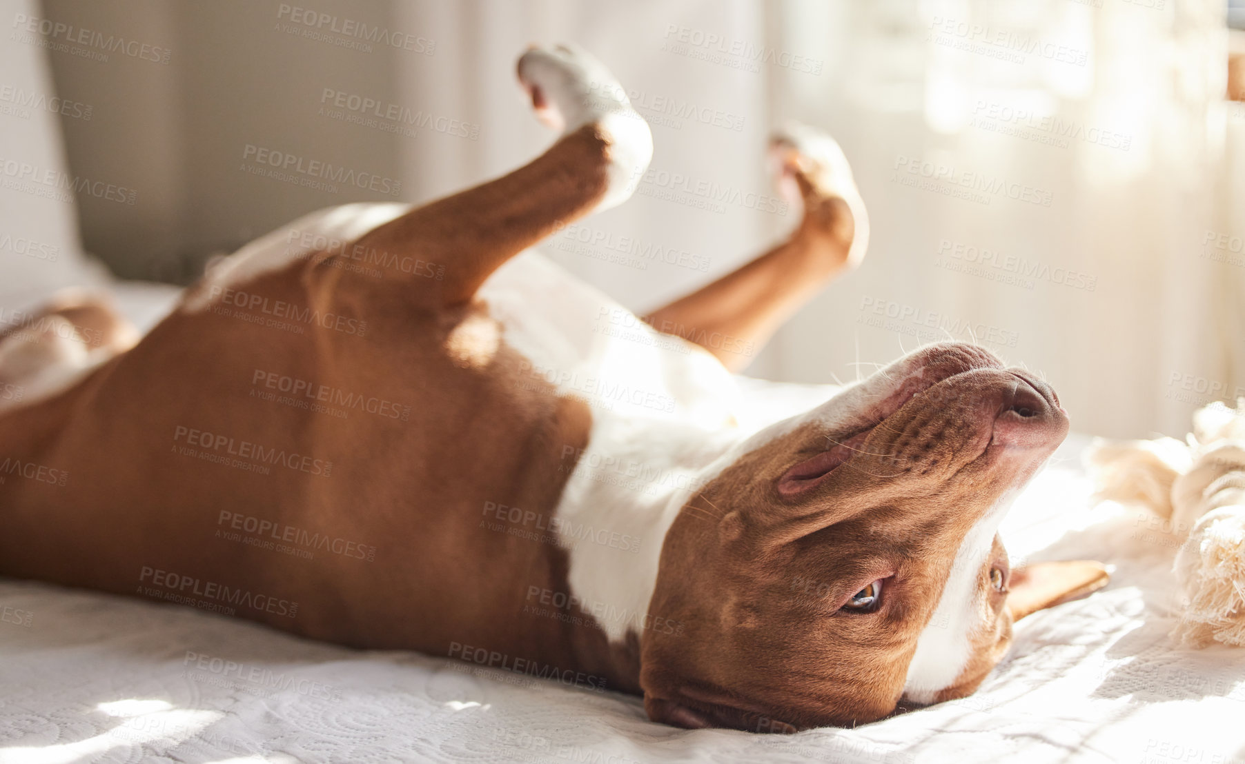 Buy stock photo Dog, tired and animal in a bedroom or pitbull, pet and rescue in a bed with nap in the morning. Home, sunshine and relax foster in a house with comfort on a duvet and blanket with rest in sun