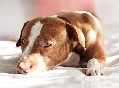 Buy stock photo Portrait of an adorably sweet dog relaxing on a bed at home