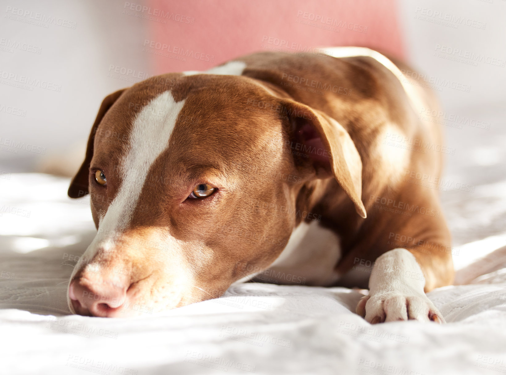 Buy stock photo Portrait of an adorably sweet dog relaxing on a bed at home