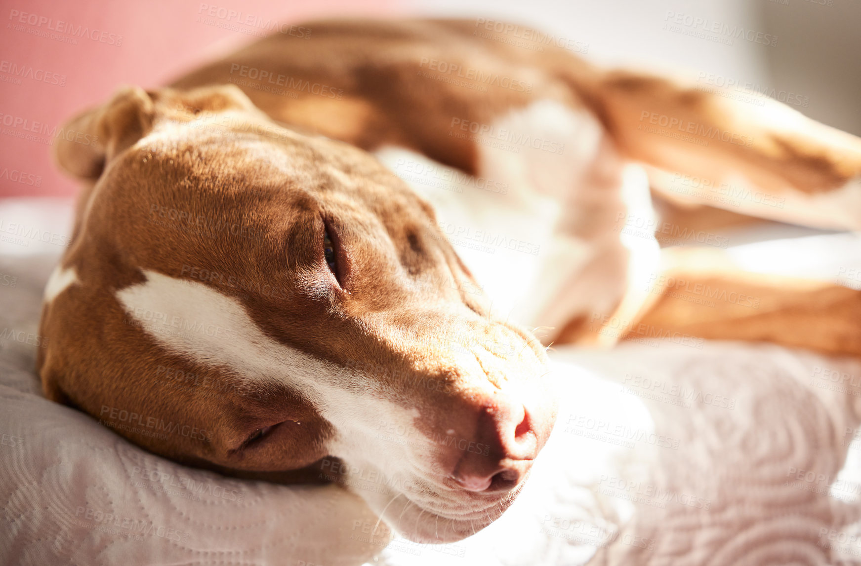 Buy stock photo Dog, sleeping and tired animal in sun and bedroom with pitbull, pet and rescue in a bed with nap in the morning. Home, fatigue and relax with foster in house, comfort on duvet and blanket with rest 