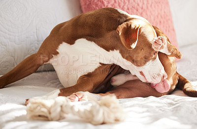 Buy stock photo Shot of a sweet dog grooming himself while relaxing in bed at home