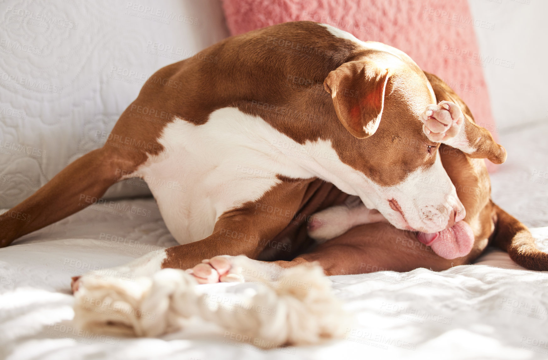 Buy stock photo Shot of a sweet dog grooming himself while relaxing in bed at home