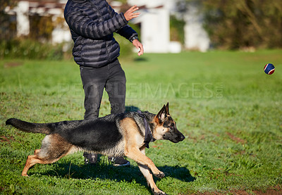 Buy stock photo Pet, nature and dog with person in park for exercise, training and adventure outdoors. Owner, happy and man with German Shepherd on holiday, summer vacation and weekend for games, bonding and fun