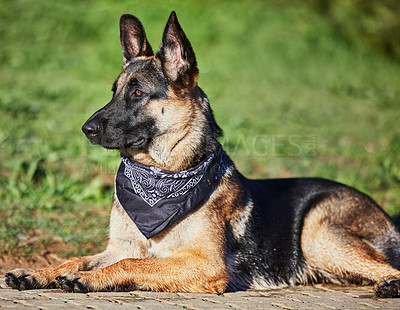 Buy stock photo German shepherd, dog and relax in garden, outdoor and nature for security, training and morning. Pet, service animal and break on ground at police academy for sniffing drugs, bomb or intelligent