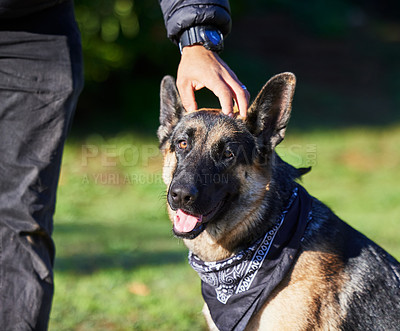 Buy stock photo Pet, backyard and dog with person in park for exercise, training and adventure outdoors. Owner, happy and man with German Shepherd for games, bonding and fun for trust, bonding and friendship