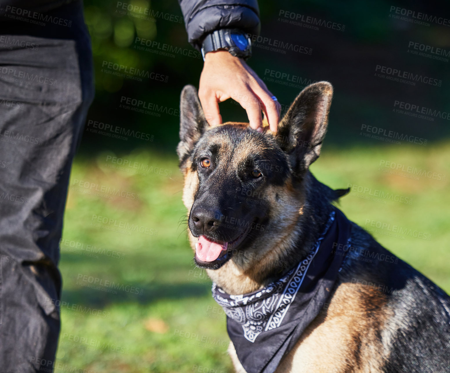 Buy stock photo Pet, backyard and dog with person in park for exercise, training and adventure outdoors. Owner, happy and man with German Shepherd for games, bonding and fun for trust, bonding and friendship