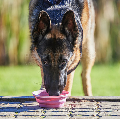 Buy stock photo Shot of an adorable german shepherd drinking water in a garden