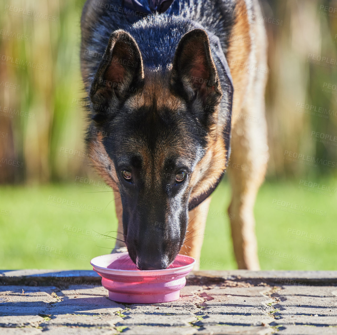 Buy stock photo Shot of an adorable german shepherd drinking water in a garden