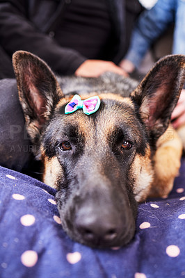 Buy stock photo Dog, relax and tired animal in a home on a bed ready for a nap in the morning with german shepherd. Rescue, foster puppy and love with bow and cozy blanket with calm canine and pet lying in a house