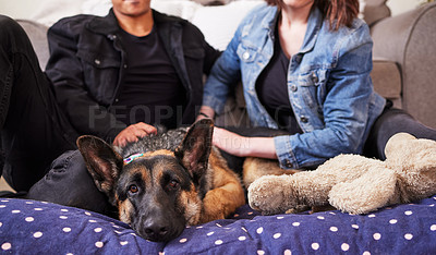 Buy stock photo Couple, living room and hands with dog in new house with rescue and foster pet. Love, care and lounge with people and relax animal with teddy together with loyalty, trust and bonding at home by sofa