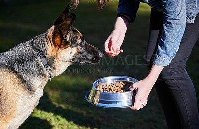 Buy stock photo Bowl, food and hands of person with dog for training, nutrition and healthy diet for pets in backyard. Hungry, eating and woman with German Shepherd in garden for feeding, reward and trust for animal