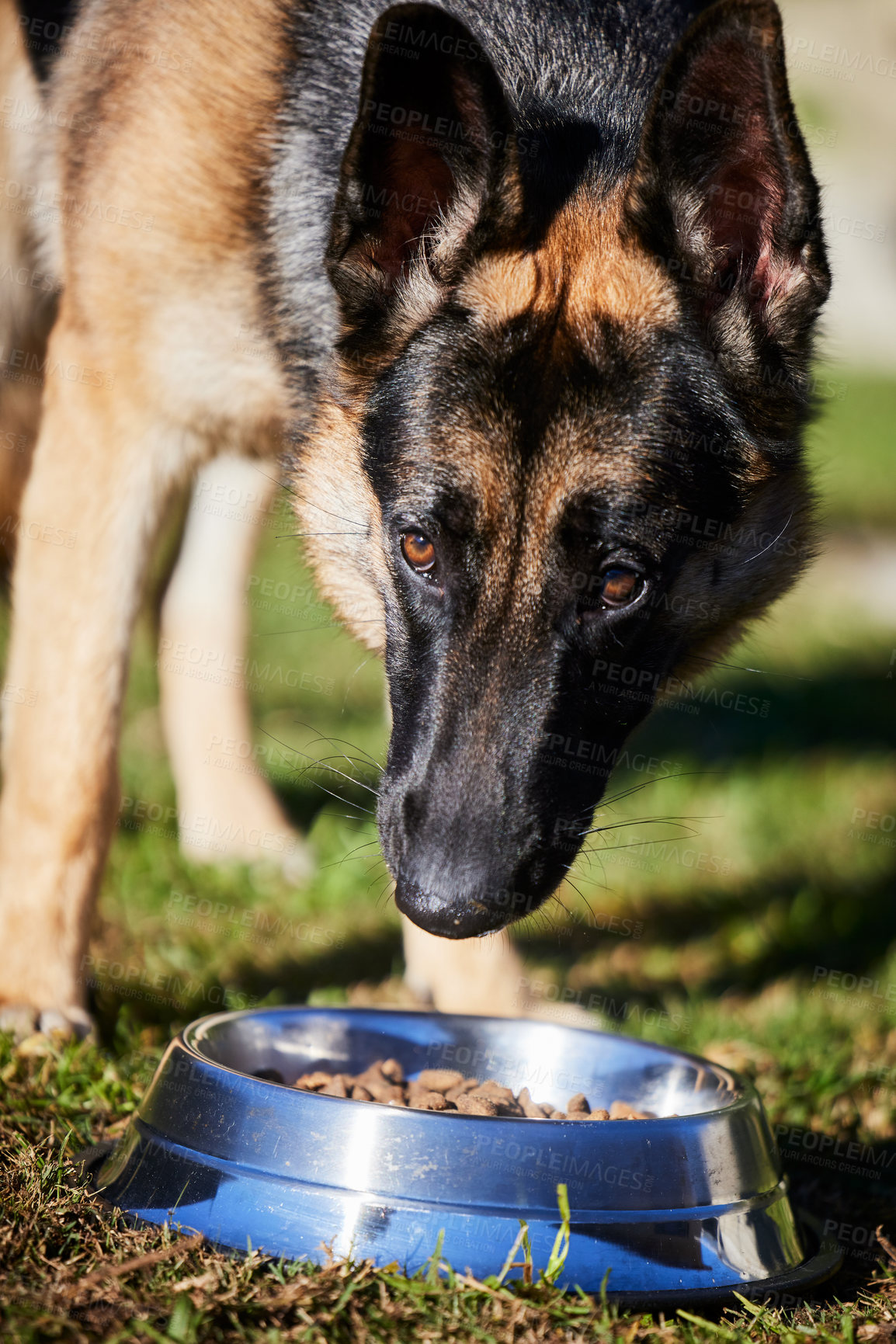 Buy stock photo Bowl, food and dog on grass for diet, training and healthy nutrition for pets in backyard. Hungry, eating and German Shepherd in garden for feeding, reward and trust for animal care, loyalty and love