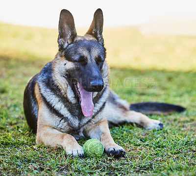 Buy stock photo Dog yawn, garden and tennis ball with rescue, foster and German Shepherd pet on grass lawn with toy. Animal, home and backyard with calm and relax canine ready for fun and game in summer with fur