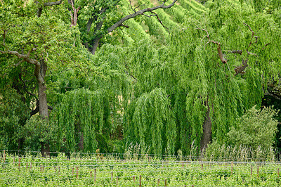 Buy stock photo Landscape view of vineyard of green grapes growing on wine agriculture and farming estate in remote countryside with weeping willow trees in background. Cultivation of fruit crops for export industry