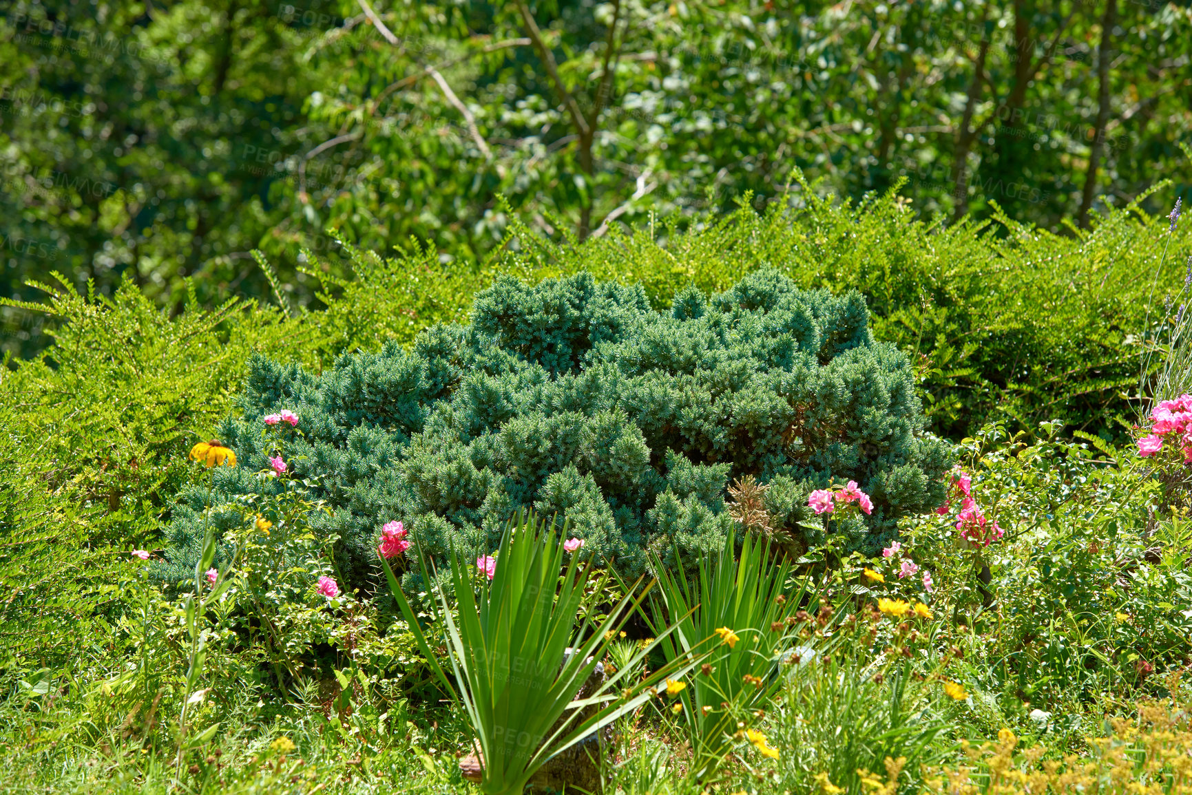 Buy stock photo Beautiful green landscape with shrubs, trees, and flowers in nature. Closeup of grass and growing plants in summer with a forest background. A peaceful, sunny outdoors view of nature.