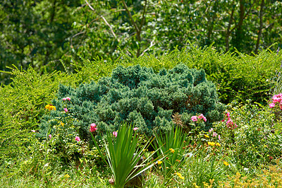 Buy stock photo Beautiful green landscape with shrubs, trees, and flowers in nature. Closeup of grass and growing plants in summer with a forest background. A peaceful, sunny outdoors view of nature.