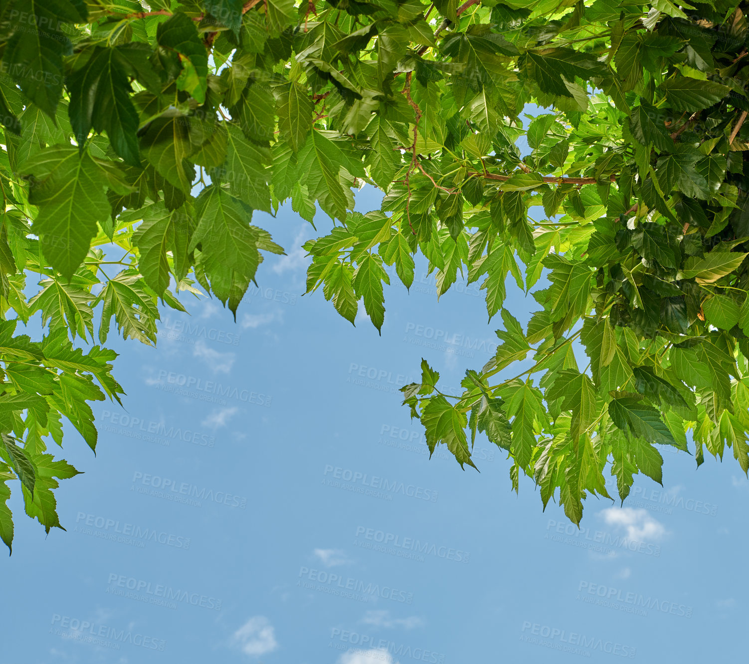 Buy stock photo Closeup of vibrant green leaves against a blue sky background on a sunny day. Serene, beautiful nature on a bright summer day. View of a tree and its branches and leaves from below 