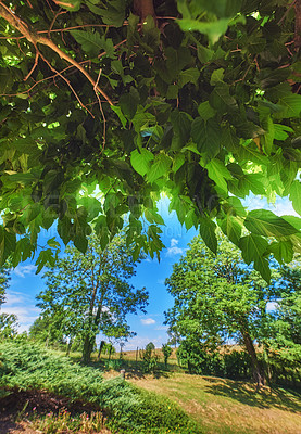 Buy stock photo Copy space and scenic landscape of grassy meadows and trees with a blue sky through trees. Field with a fence and beautiful greenery outdoors. View of remote grassland in a secluded countryside