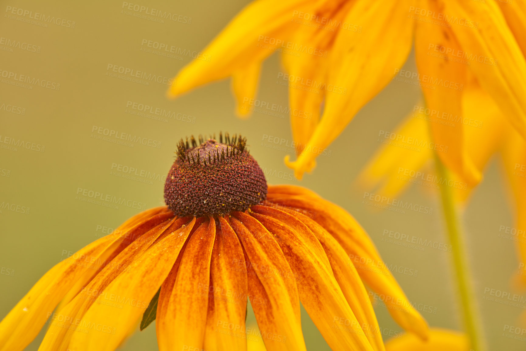 Buy stock photo Vibrant yellow black eyed susan flowers growing, flowering against bokeh background in home garden. Closeup of coneflower or rudbeckia hirta blooming as medicinal herbal plants in landscape backyard 