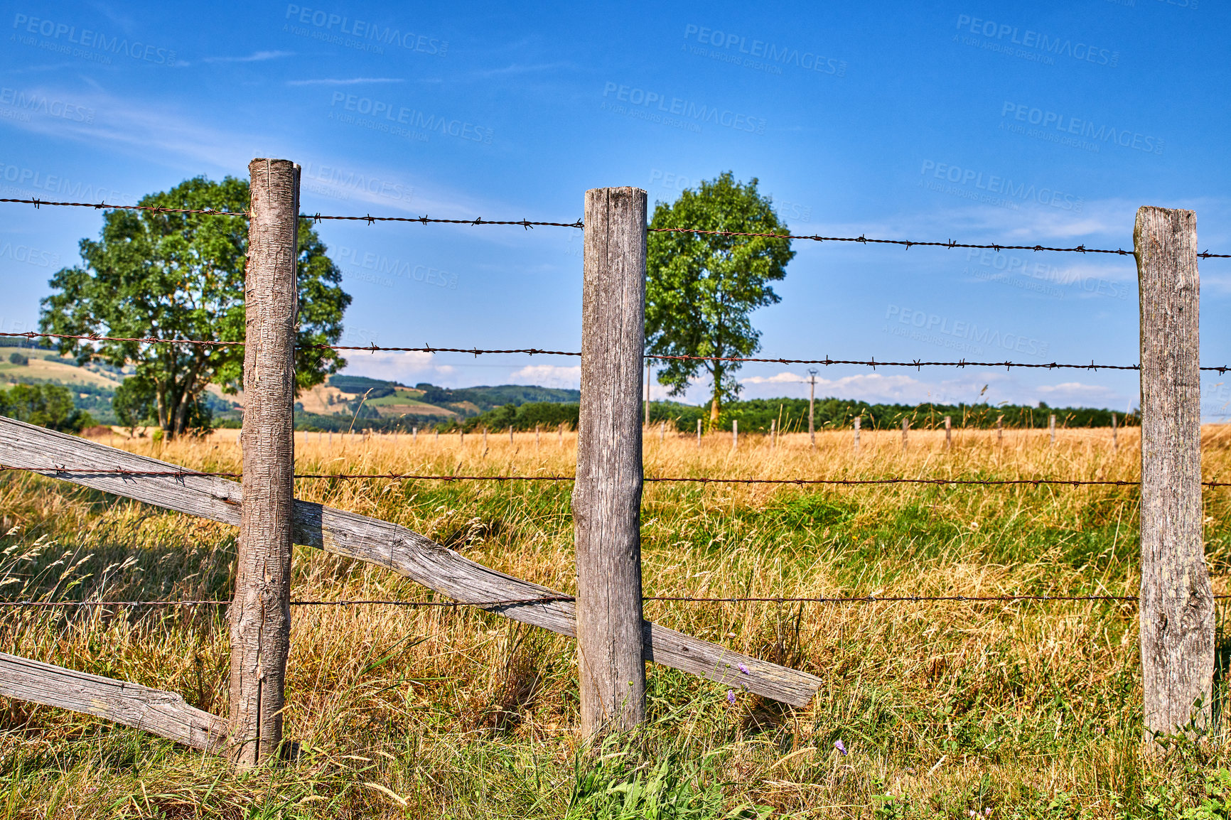 Buy stock photo Farming agriculture field with copy space on blue sky. Overgrown grass in fenced isolated farming area. Farm with lush trees and yellow and green grass looks beautiful in the rural countryside nature