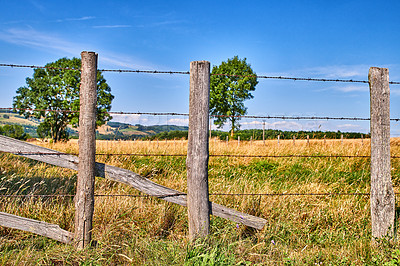 Buy stock photo Farming agriculture field with copy space on blue sky. Overgrown grass in fenced isolated farming area. Farm with lush trees and yellow and green grass looks beautiful in the rural countryside nature