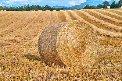 Buy stock photo Round hay bales of straw rolled on agricultural farm pasture and grain estate after harvesting wheat, rye or barley. Landscape view of a ploughed field and copy space background of rural Lyon, France