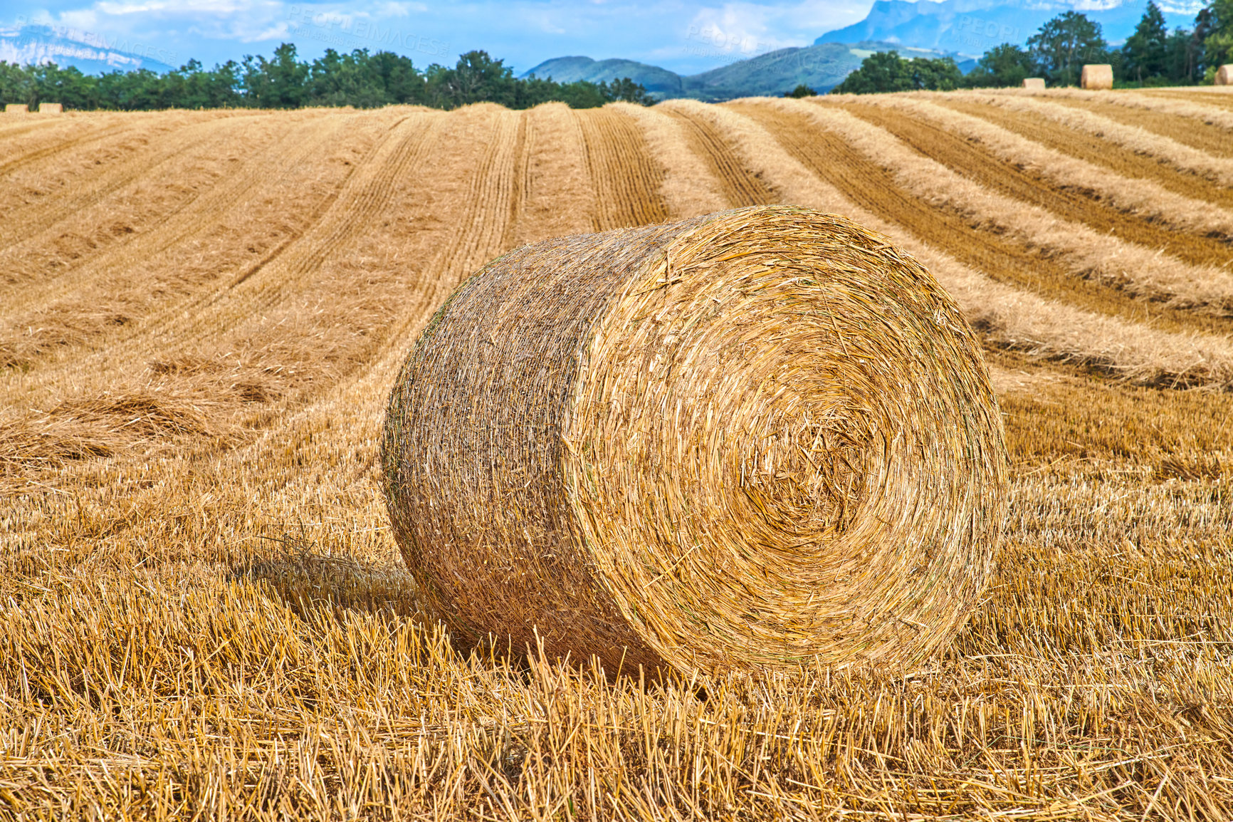 Buy stock photo Round hay bales of straw rolled on agricultural farm pasture and grain estate after harvesting wheat, rye or barley. Landscape view of a ploughed field and copy space background of rural Lyon, France