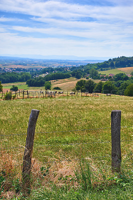 Buy stock photo Natural green forest field view with cows in nature. Beautiful hills on the countryside on a farm with animals. Blue cloudy sky setting a path surrounded by grass, leaves and wooden fence stakes.