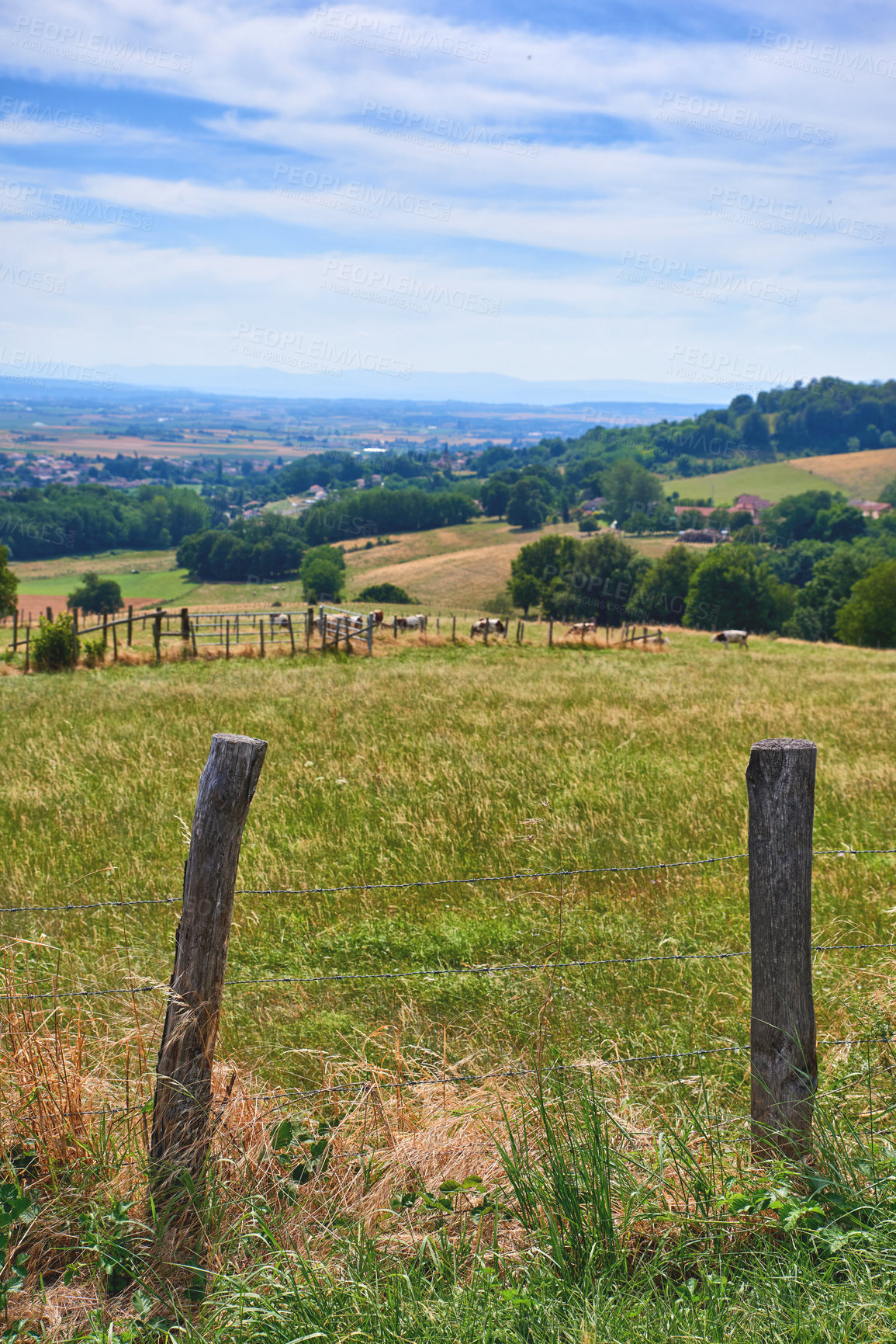 Buy stock photo Natural green forest field view with cows in nature. Beautiful hills on the countryside on a farm with animals. Blue cloudy sky setting a path surrounded by grass, leaves and wooden fence stakes.