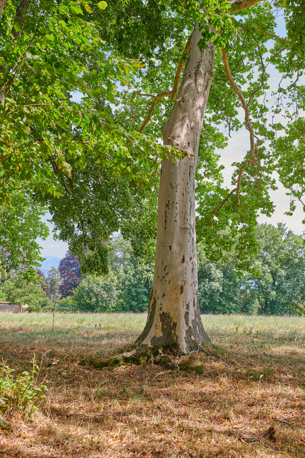 Buy stock photo Populus tree growing in a forest or on an empty field in summer. Landscape view of greenery, plants, and vegetation in a nature park in the countryside. Scenic view of a relaxing natural environment