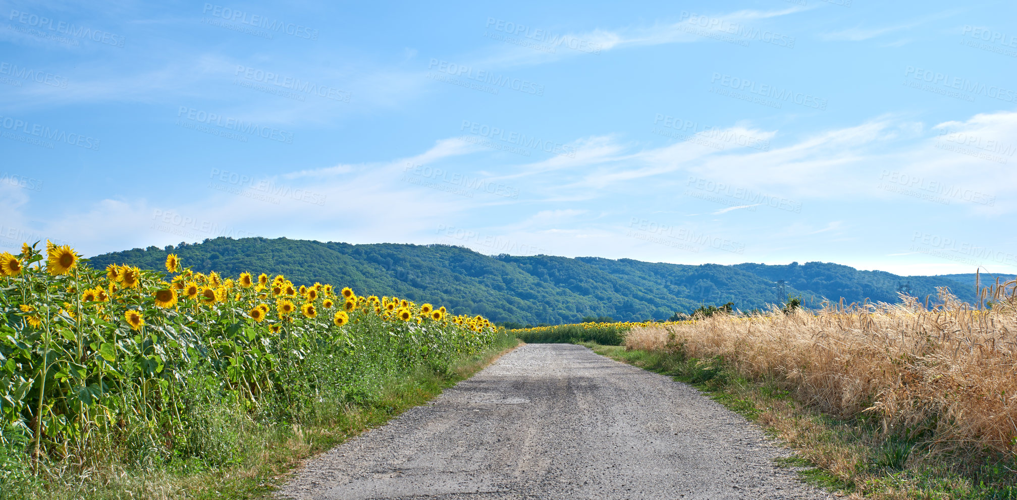 Buy stock photo Fields of sunflowers and reeds on an empty road or pathway against a blue sky in the countryside. Scenic landscape view of a secluded street in a natural area. Grassland with plants and vegetation