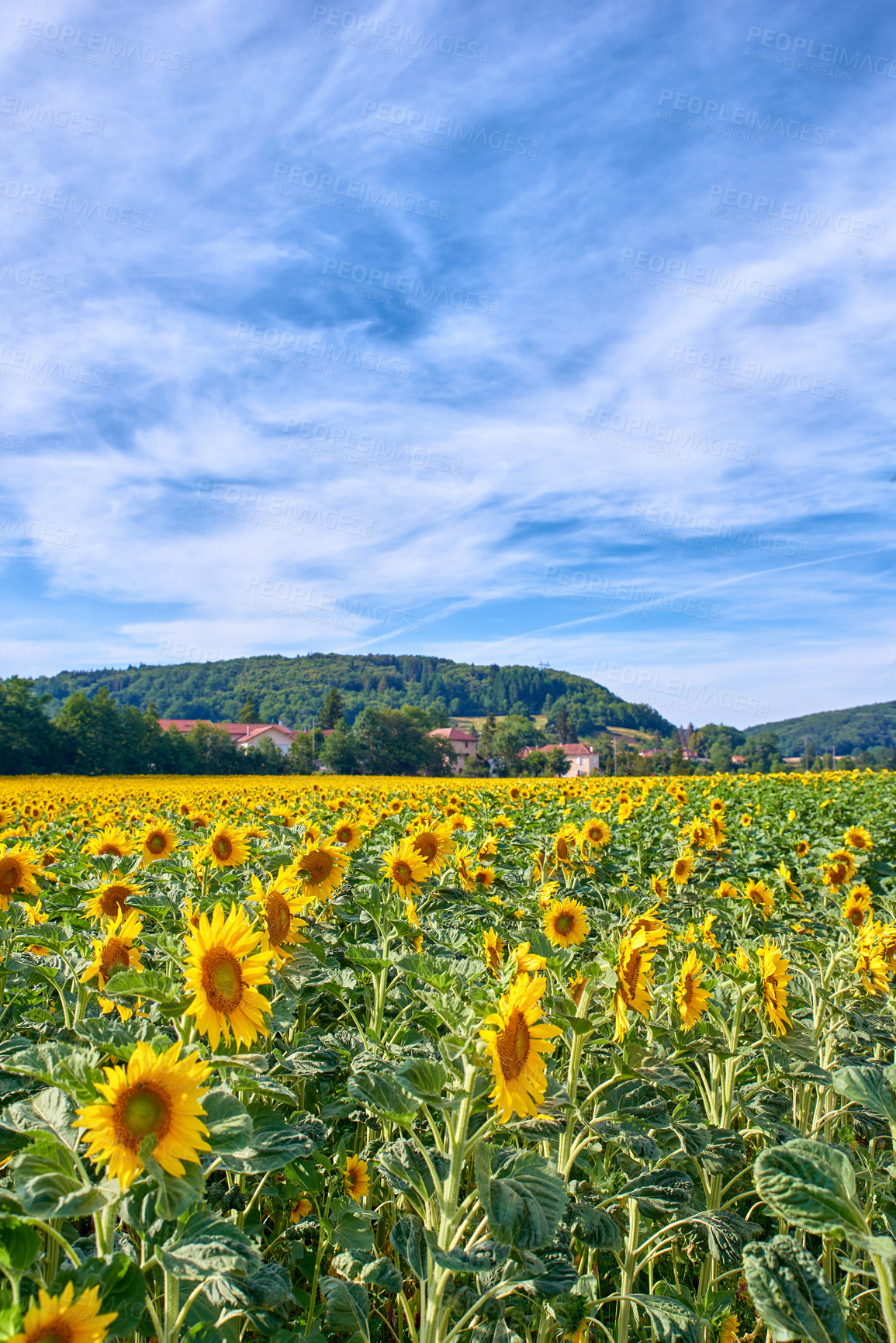 Buy stock photo Field of bright yellow sunflowers on a cloudy blue sky background. Beautiful agriculture oilseed crop flower landscape by a countryside. Seasonal sunflower plants on cultivated farm land with houses