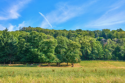 Buy stock photo The landscape of lush green trees in a remote park with a blue sky background. A vibrant natural environment outdoors in nature on a sunny summer day. Beautiful lush foliage and grass