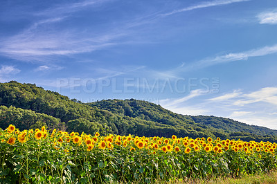 Buy stock photo Common yellow sunflowers growing in a field with a blue sky copy space background. Helianthus annuus with vibrant petals blooming in spring. Scenic landscape of plants blossoming in a sunny meadow