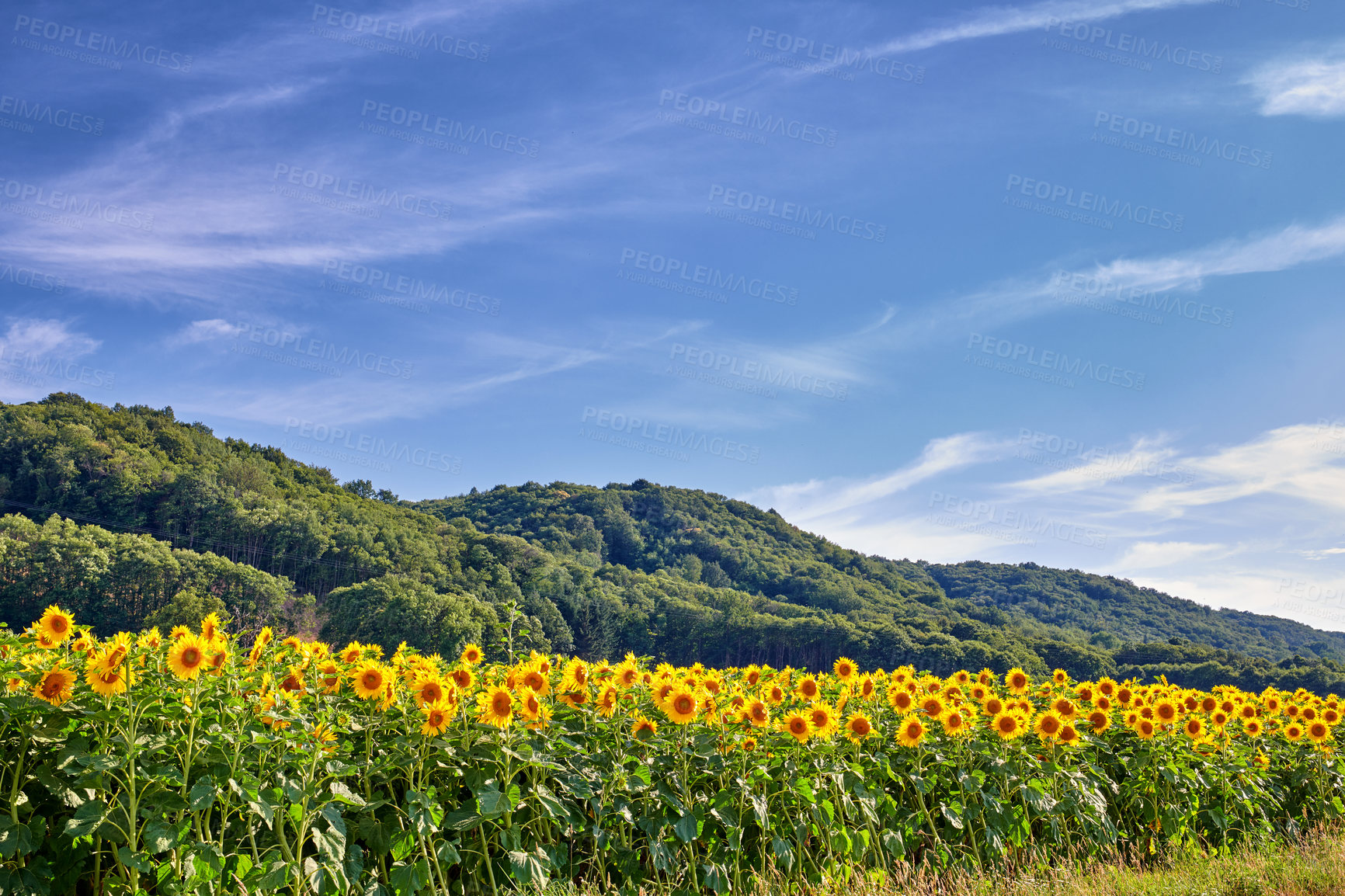 Buy stock photo Common yellow sunflowers growing in a field with a blue sky copy space background. Helianthus annuus with vibrant petals blooming in spring. Scenic landscape of plants blossoming in a sunny meadow