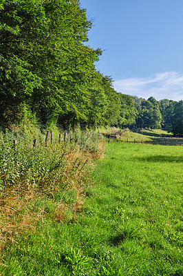 Buy stock photo Landscape view, blue sky and field with copy space and green grass growing in remote countryside meadow with copyspace. Scenic land with lush, natural plants and trees in a peaceful farming area