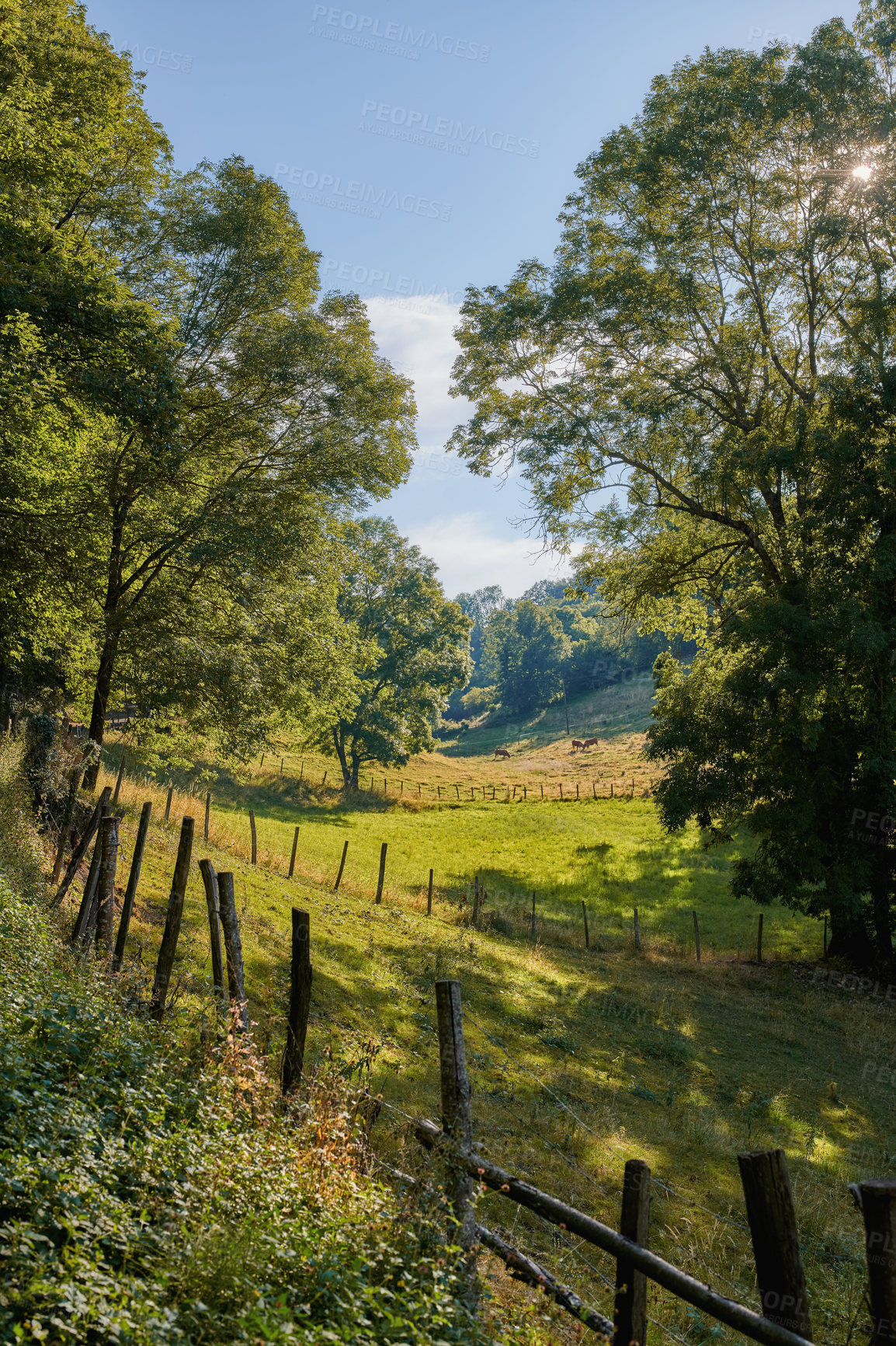 Buy stock photo Landscape view of a countryside farm with long grass in neglected pasture land with a dense forest, woods and trees. Lush, serene and peaceful agricultural farming estate in a remote and calm meadow