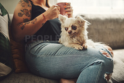 Buy stock photo Shot of a woman having coffee and relaxing with her dogs on the sofa at home