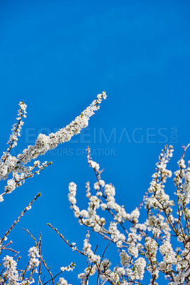 Buy stock photo Below shot of a mirabelle plum Blooming in the season of spring. Plant life in it's natural habitat and environment. Prunus domestica L. against the backdrop of a clear blue sky