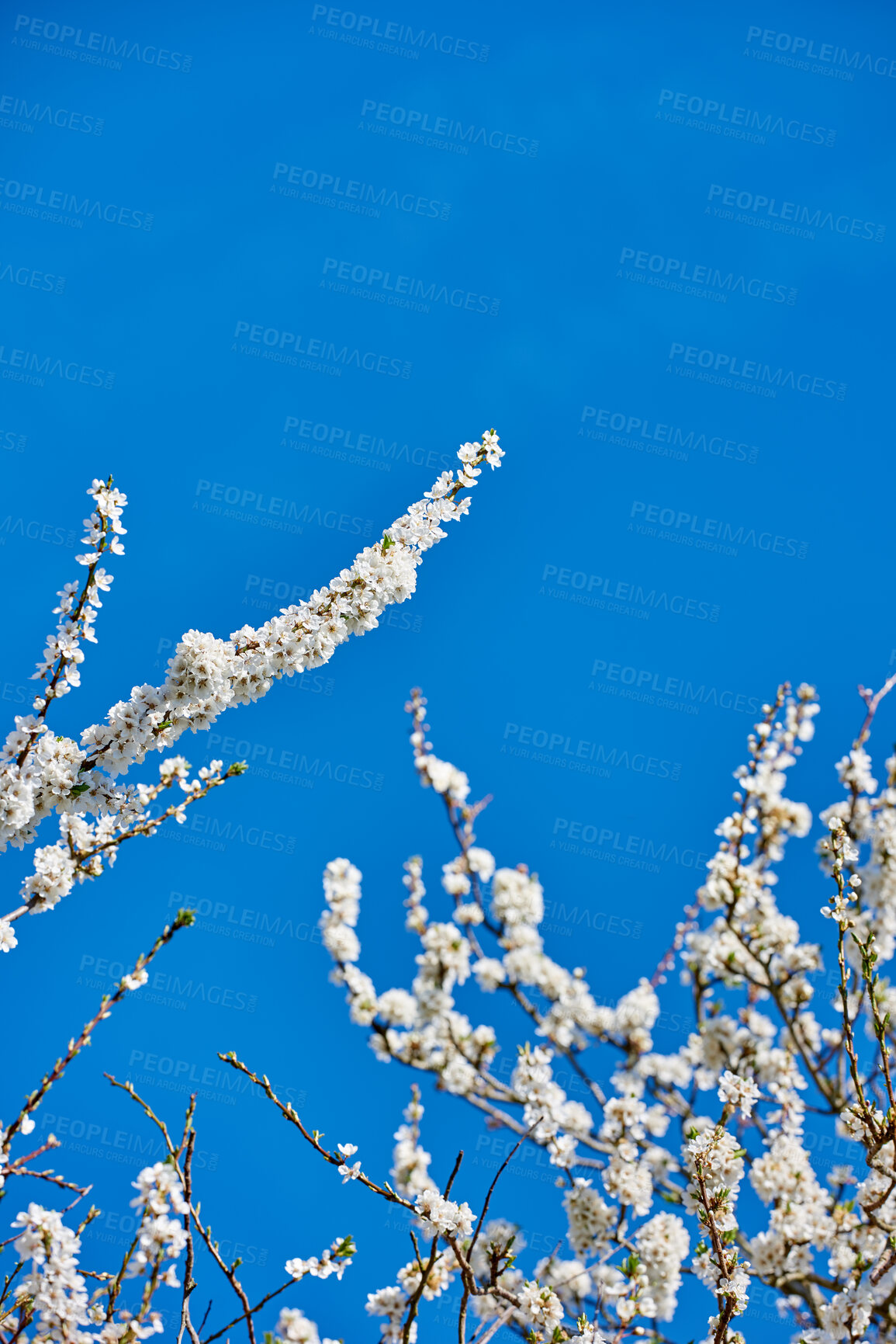 Buy stock photo Below shot of a mirabelle plum Blooming in the season of spring. Plant life in it's natural habitat and environment. Prunus domestica L. against the backdrop of a clear blue sky