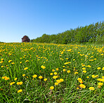 Dandelion 