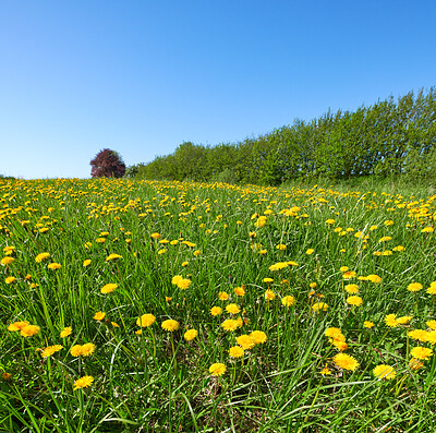 Buy stock photo Dandelion on green background