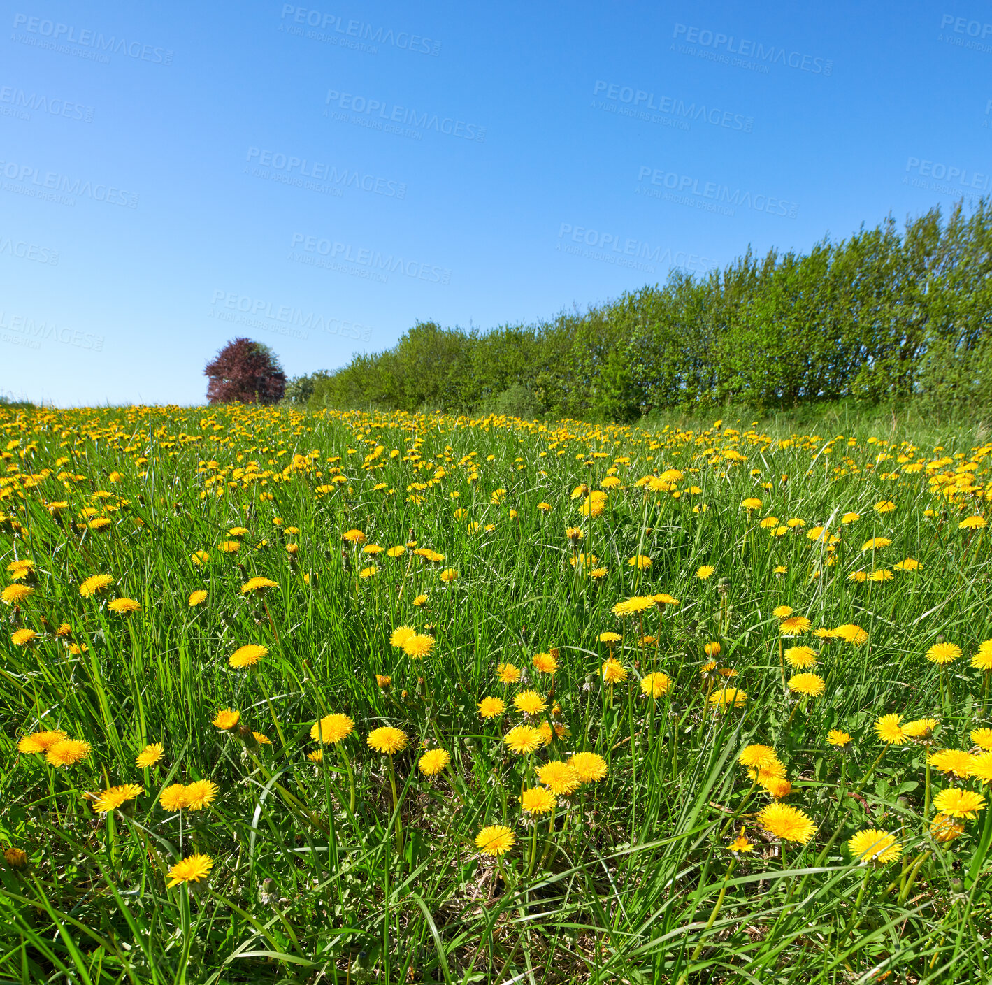 Buy stock photo Dandelion on green background