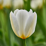 White tulips in my garden