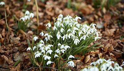 Buy stock photo Closeup of white snowdrop flowers amongst fallen autumn leaves. Galanthus plant growing and thriving in nature. Bulbous, perennial and herbaceous from the amaryllidaceae species flourishing in forest