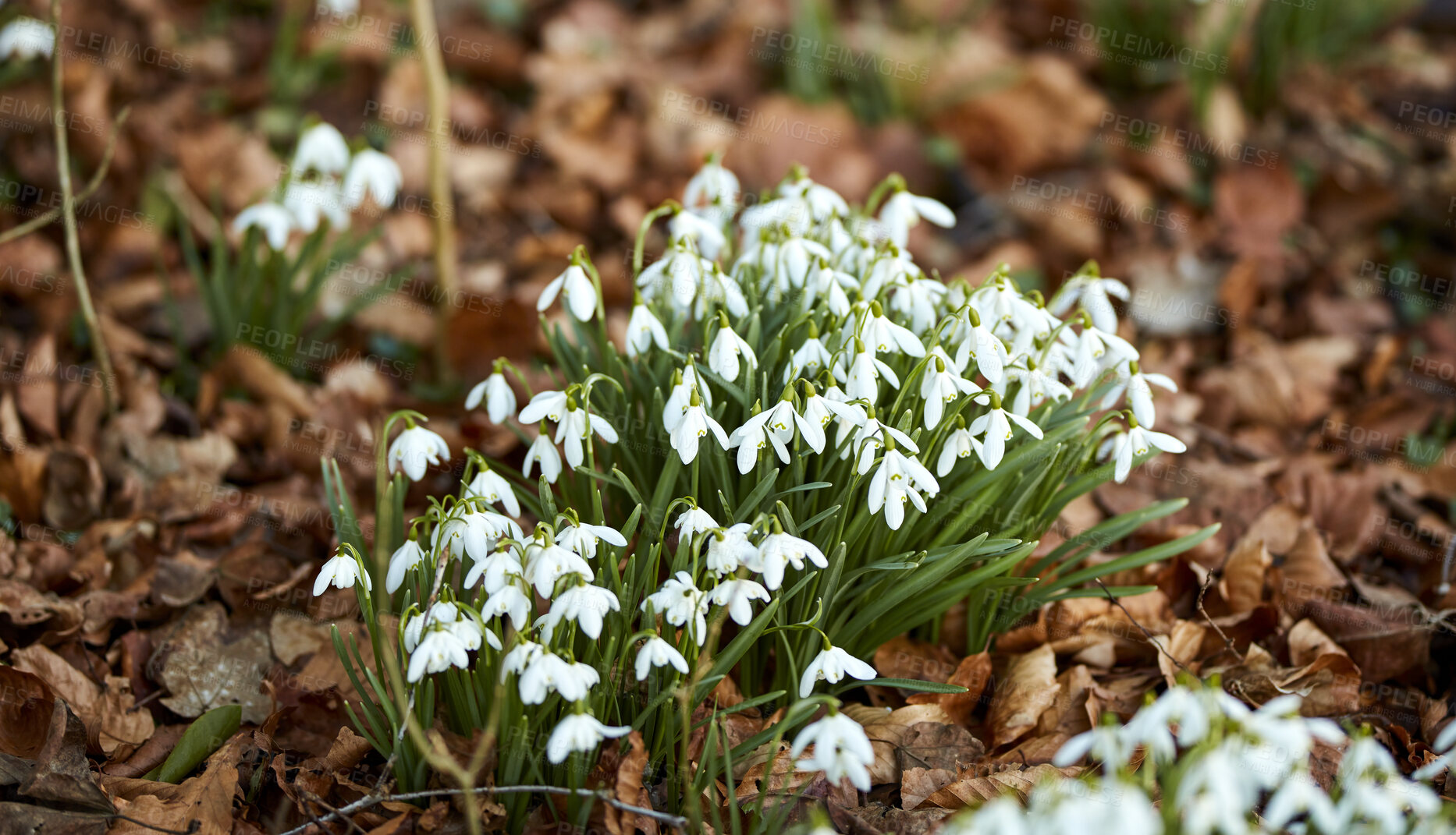 Buy stock photo Closeup of white snowdrop flowers amongst fallen autumn leaves. Galanthus plant growing and thriving in nature. Bulbous, perennial and herbaceous from the amaryllidaceae species flourishing in forest