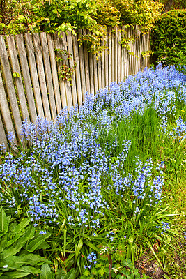 Buy stock photo Bluebell flowers growing in a backyard garden in summer. Scilla siberica blooming and blossoming on a green lawn for landscaping and decoration in spring. Flowering plants flourishing in nature